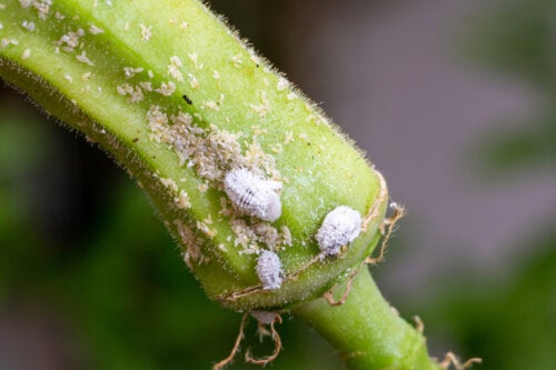Comment éliminer la cochenille farineuse de vos plantes