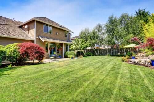 Les 7 meilleurs arbres à planter dans un petit jardin