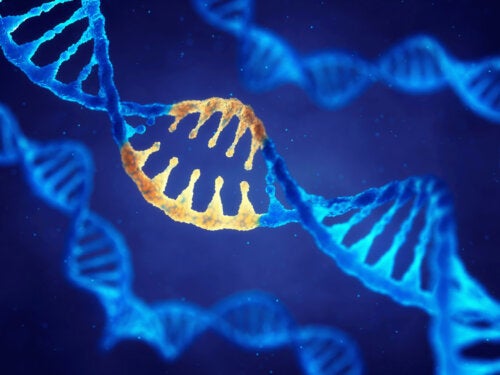 Une étude confirme que les gènes déterminent ce que nous mangeons
