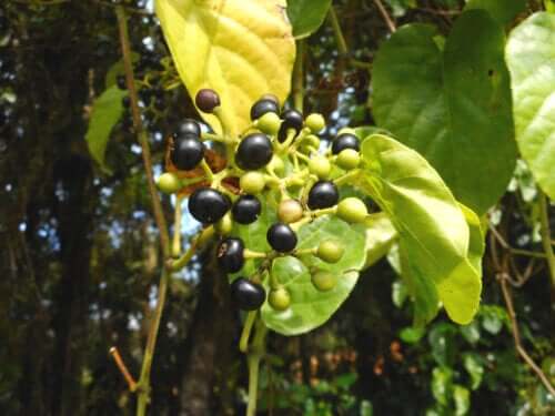 Plante à insuline (Cissus verticillata) : bienfaits et contre-indications