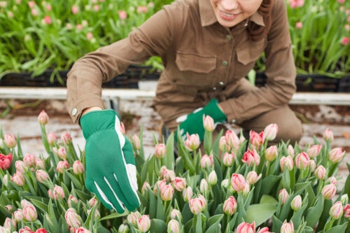 Comment planter et entretenir des tulipes