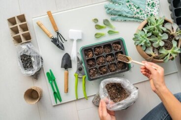 Nous vous indiquons les étapes et les meilleures espèces pour réaliser votre jardin de succulentes