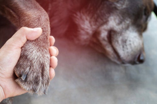 Conseils et soins pour les derniers jours de nos animaux de compagnie