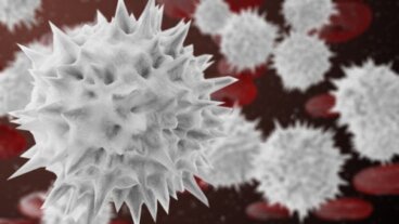 Neutrophiles segmentés : que sont-ils et quand changent-ils ?