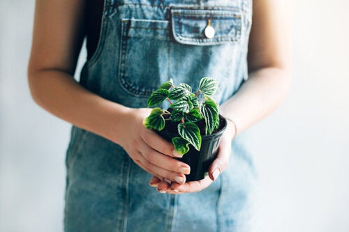 Regardez ces 10 petites plantes aux feuilles voyantes