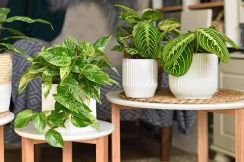 Le pothos, la plante d'intérieur par excellence : guide d'entretien facile