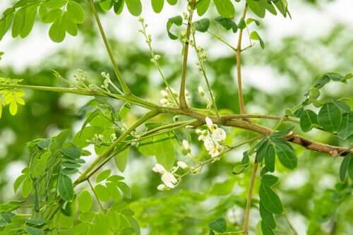 Guide complet pour cultiver le moringa à la maison : suivez ces étapes !