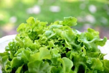 La tisane de laitue aide-t-elle à mieux dormir ?