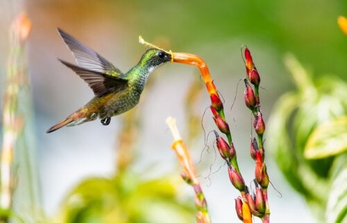 Comment avoir un jardin respectueux des animaux pollinisateurs