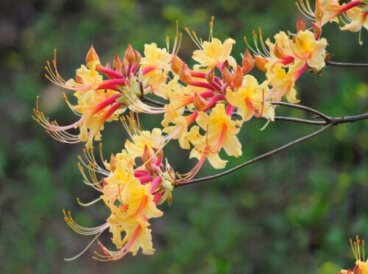 Types d'azalées et leurs soins