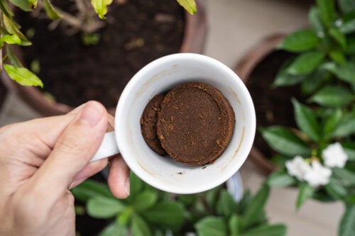 Découvrez comment utiliser le café moulu dans vos plantes et profitez de tous ses bienfaits