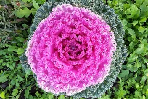 Chou d'ornement : les meilleurs soins et astuces pour qu'il gagne en couleur