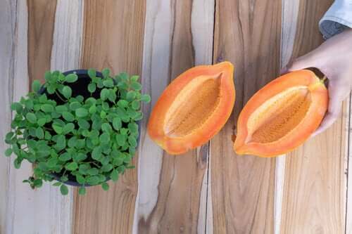 Découvrez comment faire pousser de la papaye à la maison et la récolter en moins d'un an