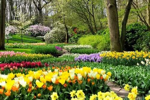 Le printemps est arrivé ! Plantez ces 8 bulbes dans votre jardin pour le remplir de vie et de couleur