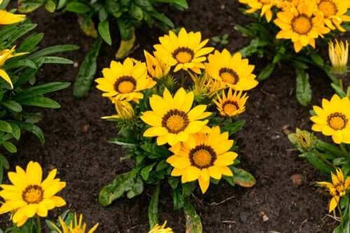 Apprenez à prendre soin des gazanias pour qu'ils fleurissent plus longtemps