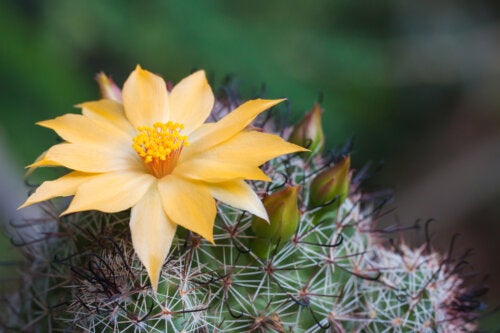 L’art de faire fleurir les cactus : 6 conseils pratiques