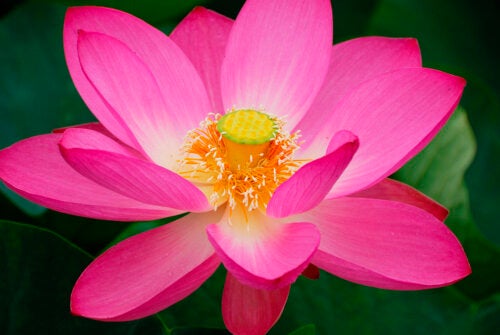 Apprenez Ã  faire germer la fleur de lotus chez vous et prenez-en soin dans un aquarium