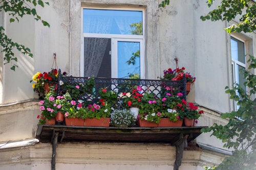 20 meilleures plantes suspendues résistantes au soleil pour décorer les balcons et l'extérieur