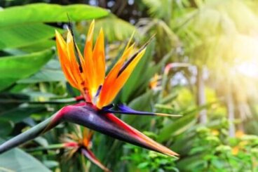 Plante oiseau de paradis : caractéristiques et soins