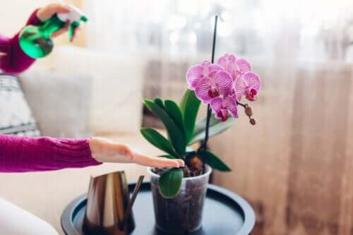 Les 7 orchidées d'intérieur les plus colorées et vibrantes pour décorer votre maison