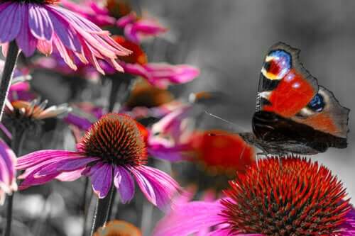 Jardin de papillons à la maison : plantes, soins et autres conseils