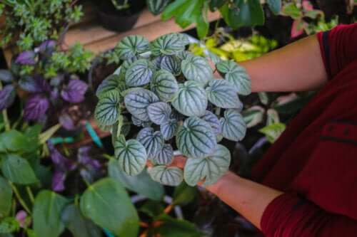 Les 6 meilleurs types de peperomia à avoir chez soi et comment en prendre soin