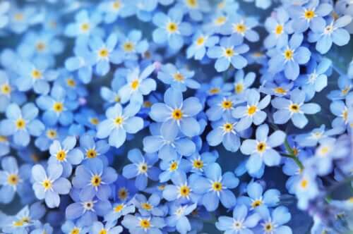 Plante forget-me-not : les meilleurs conseils et soins pour la floraison