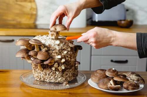 Créez votre propre jardin de champignons comestibles à la maison : guide du débutant