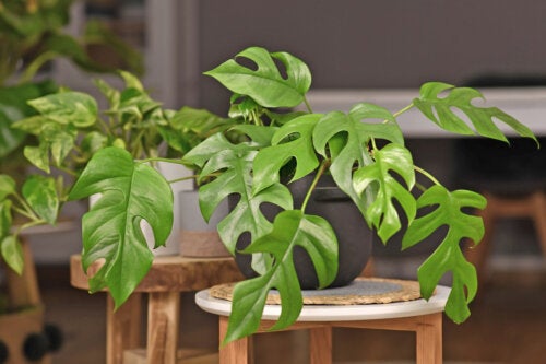 Faux philodendron : 6 conseils pour son entretien et sa croissance