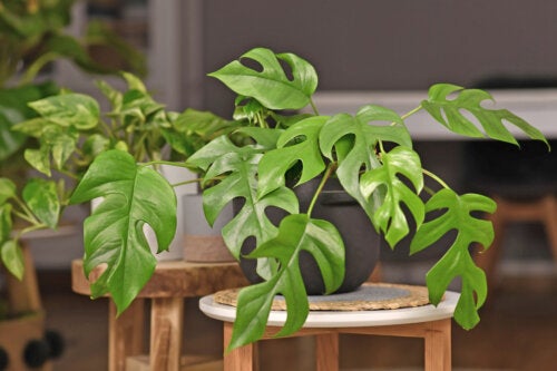 False philodendron: 6 tips for its maintenance and growth