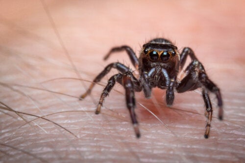 Morsure d'araignée : premiers secours et quand consulter un médecin