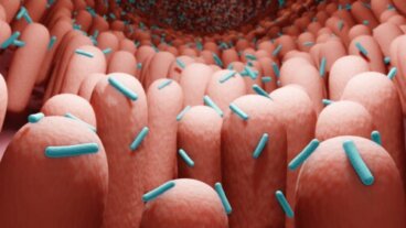 Postbiotiques : qu'est-ce que c'est et comment s'en procurer ?