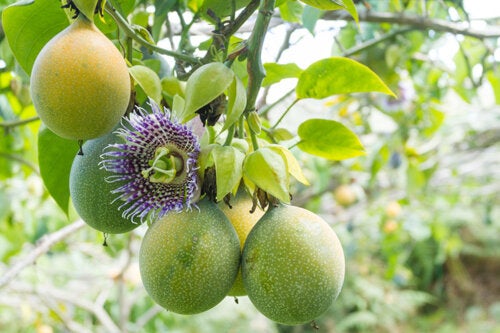 Comment planter et entretenir le fruit de la passion à la maison