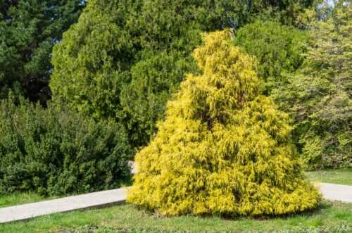 Guide d'entretien du faux-cyprès : volumineux et brillant