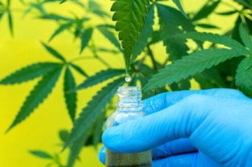 CBD et THC : principaux effets et différences