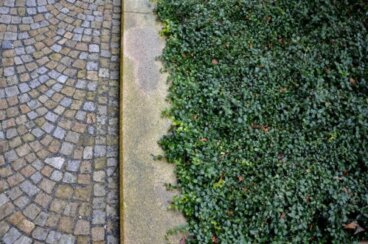 Des plantes couvre-sol pour remplacer la pelouse du jardin