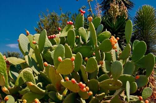 Comment planter du nopal chez soi ? Nous avons fait ce guide pour vous