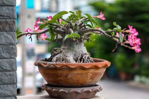 Quelques conseils pour planter et entretenir la rose du désert à la maison : guide de jardinage