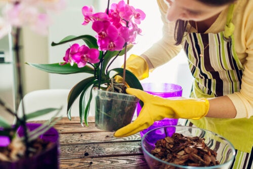 Guide d'entretien des orchidées avant et après la floraison