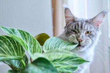 8 plantes d'intérieur dangereuses pour les chiens et les chats
