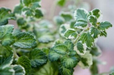 Entretien et utilisations de la plante à encens à la maison