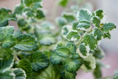 Entretien et utilisations de la plante à encens à la maison