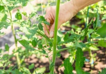 Pincer une plante : en quoi cela consiste, quand et comment s'y prendre