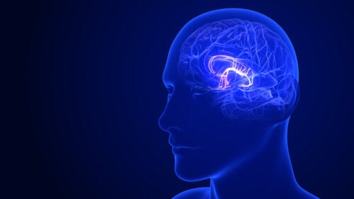 6 façons de stimuler la fonction de l'hypothalamus