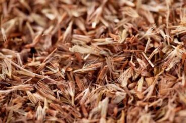 Huile essentielle de Palmarosa : utilisations, bienfaits et astuces