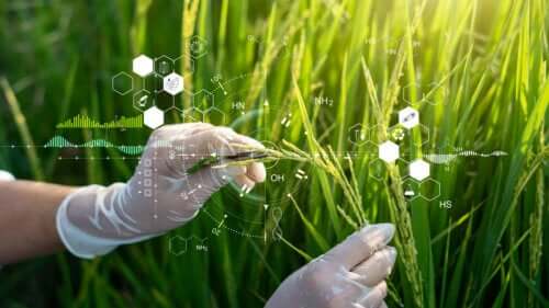 Aliments transgéniques : fonctions et risques éventuels
