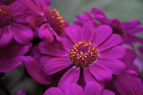 Des fleurs violettes pour rendre un jardin élégant