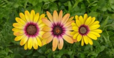 Marguerite africaine : caractéristiques et comment la cultiver