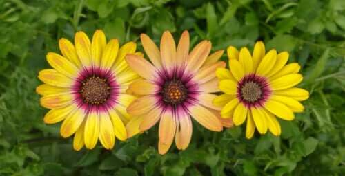 Marguerite africaine : caractéristiques et comment la cultiver