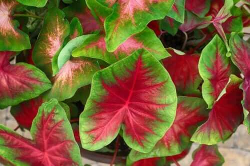 Cultivez les caladiums les plus flashy à la maison grâce à ce guide du débutant